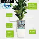 self_watering_process.webp
