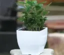 Self Watering Small Planter Pots - HG Series